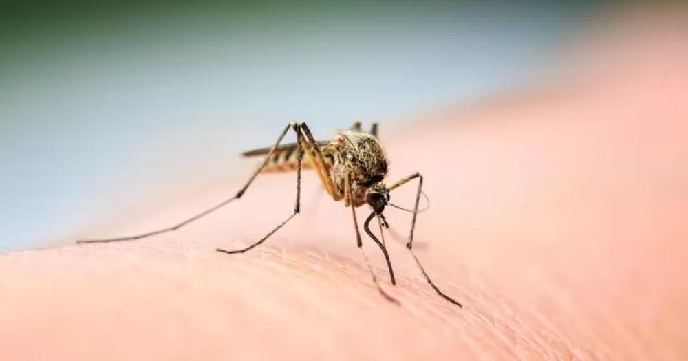Alertan por presencia de mosquitos y recomiendan evitar picaduras