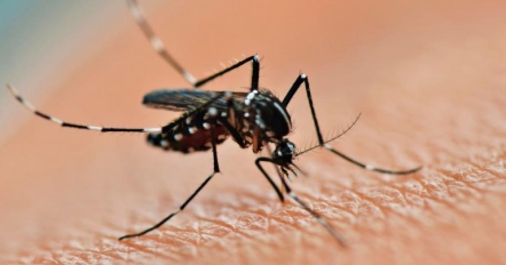 Piden extremar las medidas de prevención ante el avance de los mosquitos y el dengue