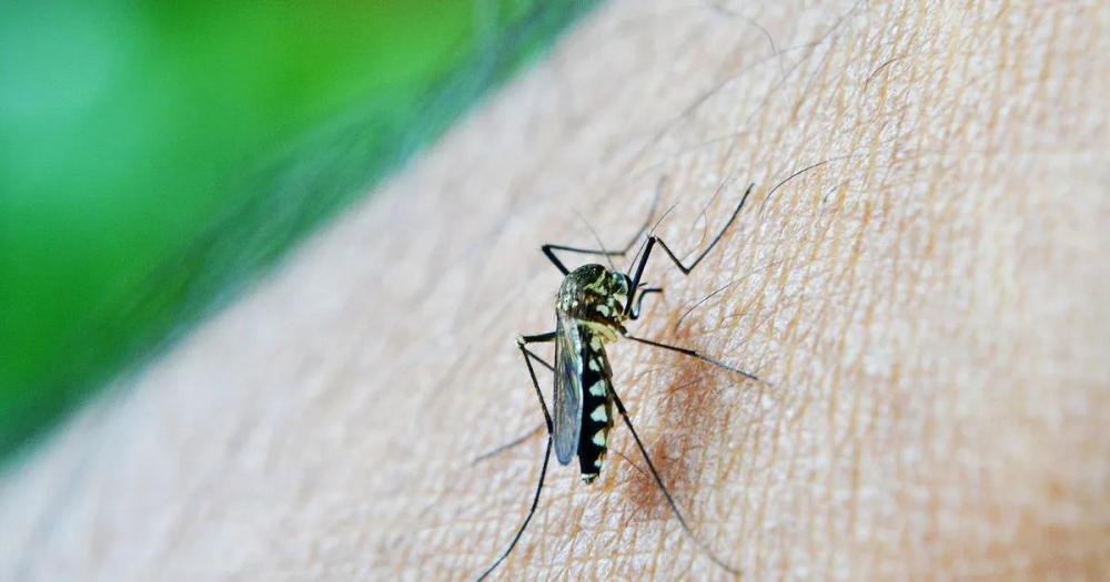 Se conocieron los preocupantes números que dejó el dengue en los últimos meses en la Argentina