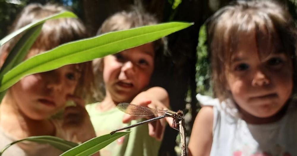 Exploran cada lugar para buscar nuevos insectos