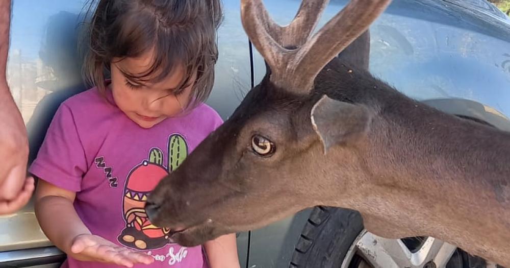 Los papis de las trigemelas aseguran que aman a los animales