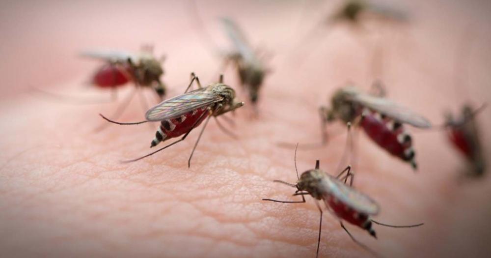 No est asociada con el Aedes Aegypti mosquito transmisor del dengue