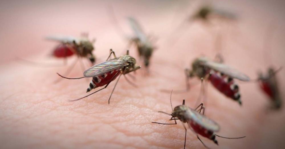 No est� asociada con el Aedes Aegypti mosquito transmisor del dengue
