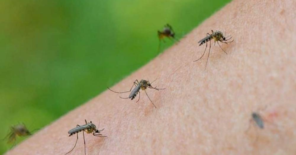 Los conocen como mosquitos de inundación