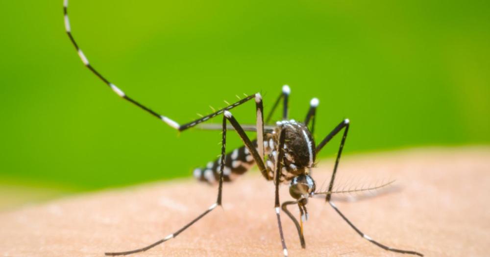 La Argentina atraviesa un pico histórico de casos de dengue