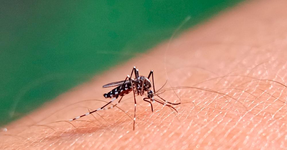 Ante el récord de casos de dengue el Gobierno se reúne con ministros de salud de las provincias