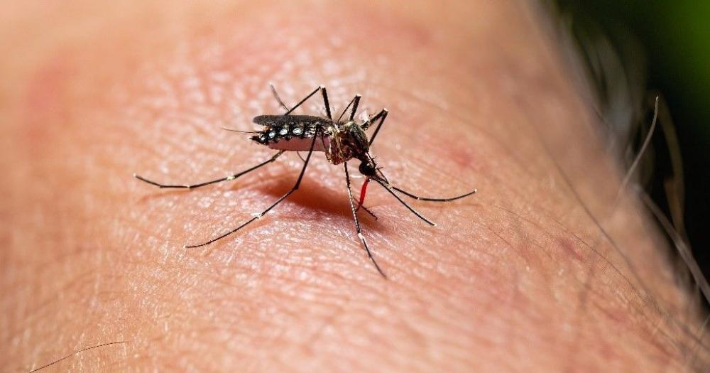 Crece la preocupación entre los farmacéuticos por el avance del dengue y lanzan una fuerte advertencia para Javier Milei
