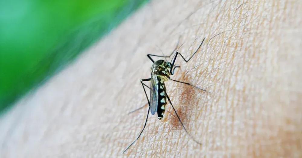 Confirman ms de 180 mil casos de dengue en la Argentina en el periodo 20232024