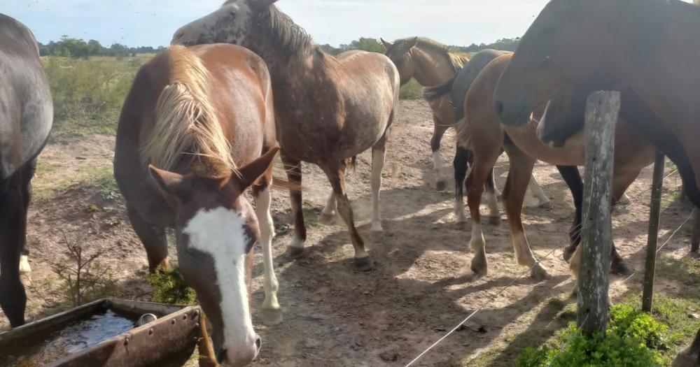 La ONG tiene a su cargo el cuidado de 20 caballos que fueron rescatados del maltrato animal