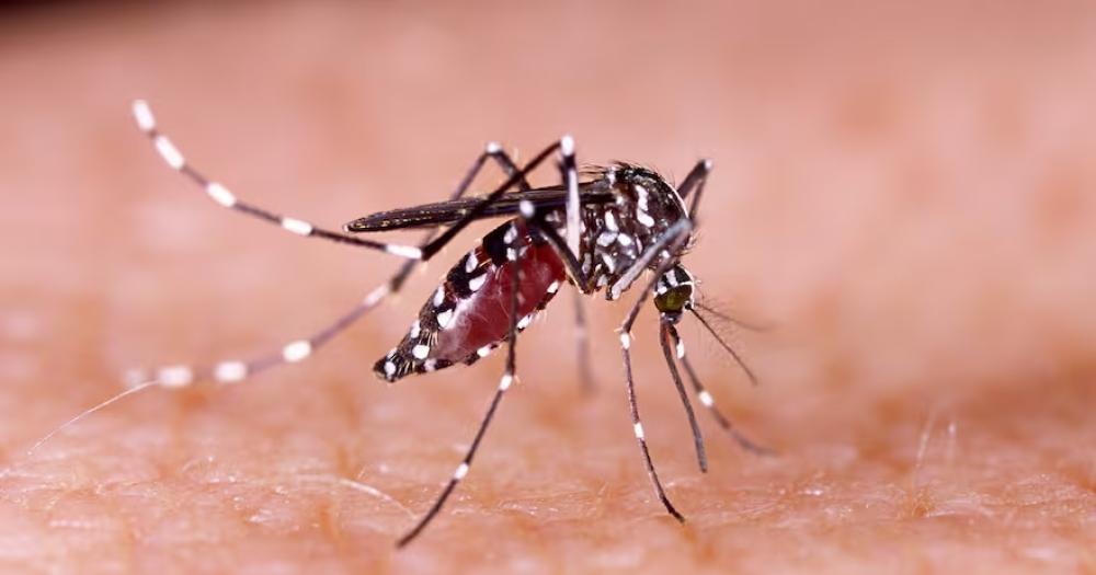 Siguen aumentando los casos de dengue en la Argentina