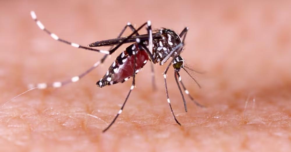 Siguen aumentando los casos de dengue en la Argentina