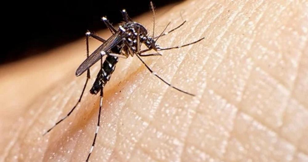 Confirman la primera muerte por coinfección de dengue en la Argentina