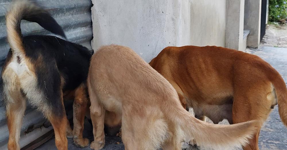 Una rescatista de Centenario y una vecina le dan agua y alimento a los perritos