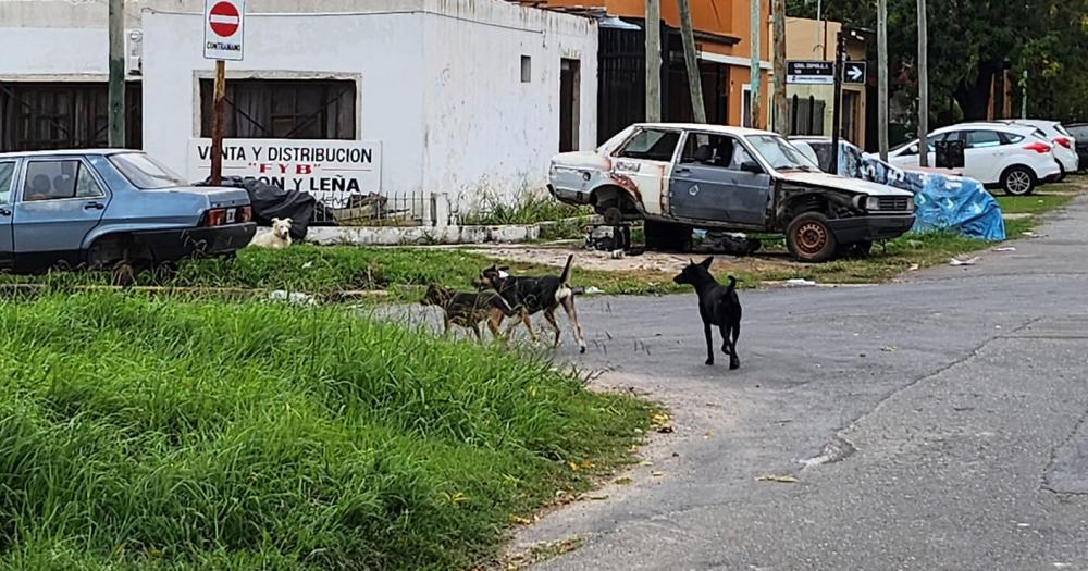 Aseguran que los perros andan sueltos por el barrio