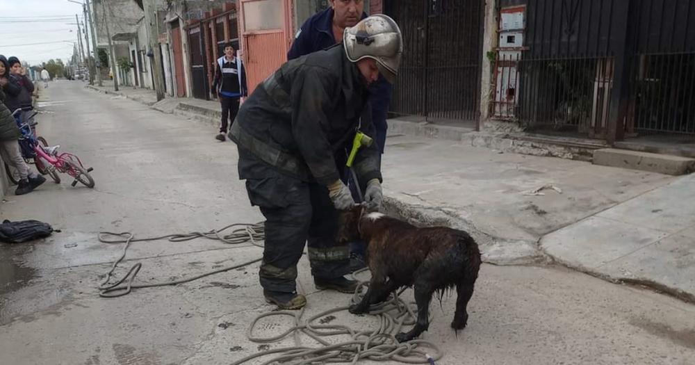 Los bomberos sacaron al perro del agua con un lazo