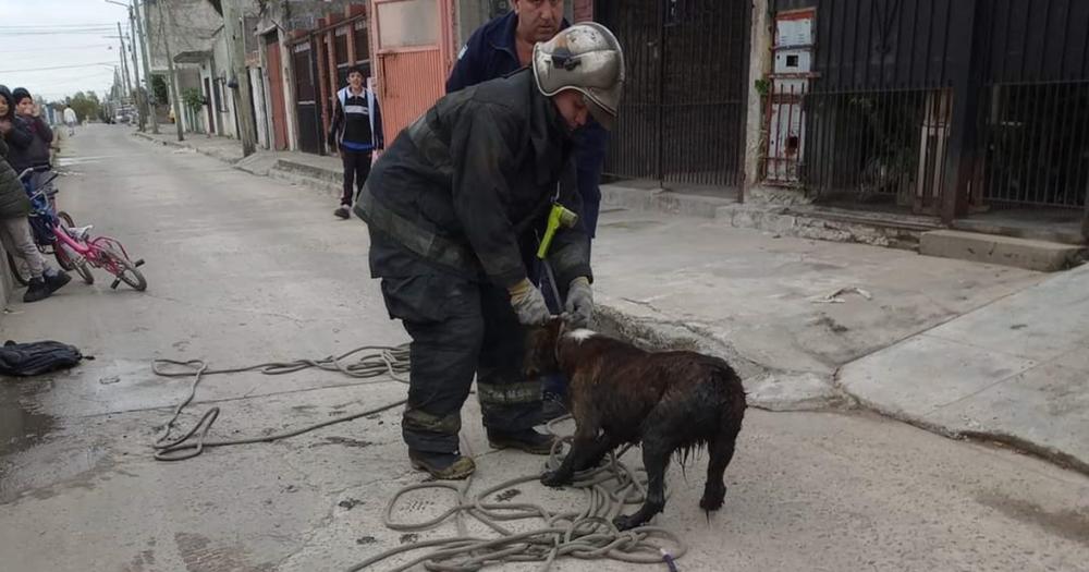 Los bomberos sacaron al perro del agua con un lazo