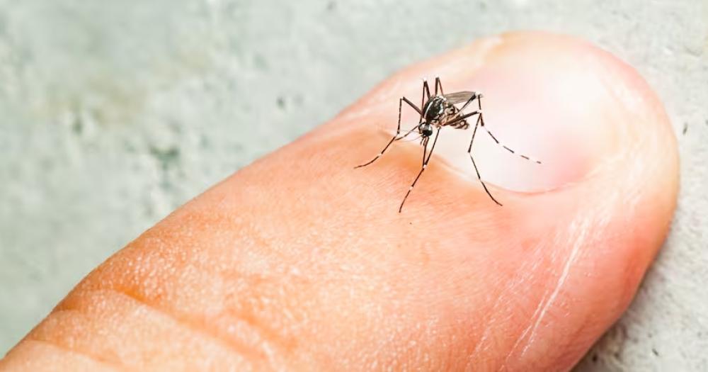 Se desaceleran los casos de dengue en la Argentina