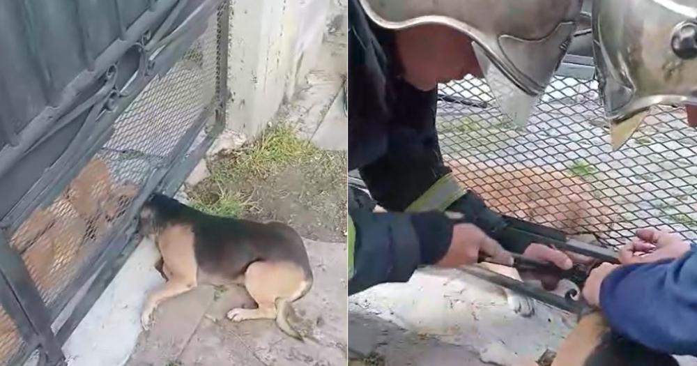 El perro estuvo atascado por varias horas hasta que lo salvaron los bomberos