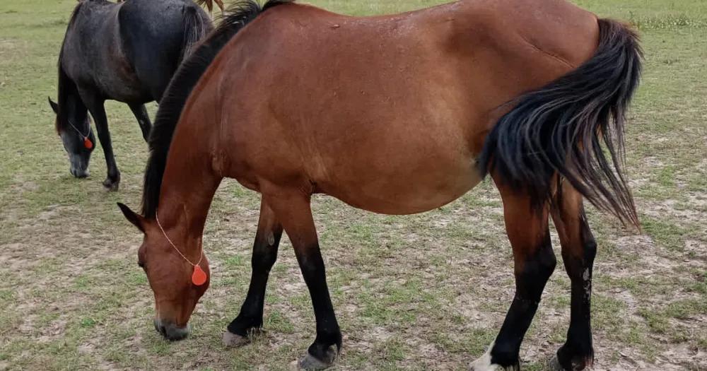 El nuevo espacio ser beneficioso para los caballos rescatados