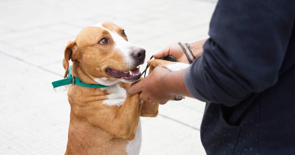 La capacitación se realizar en el Hospital de Animales