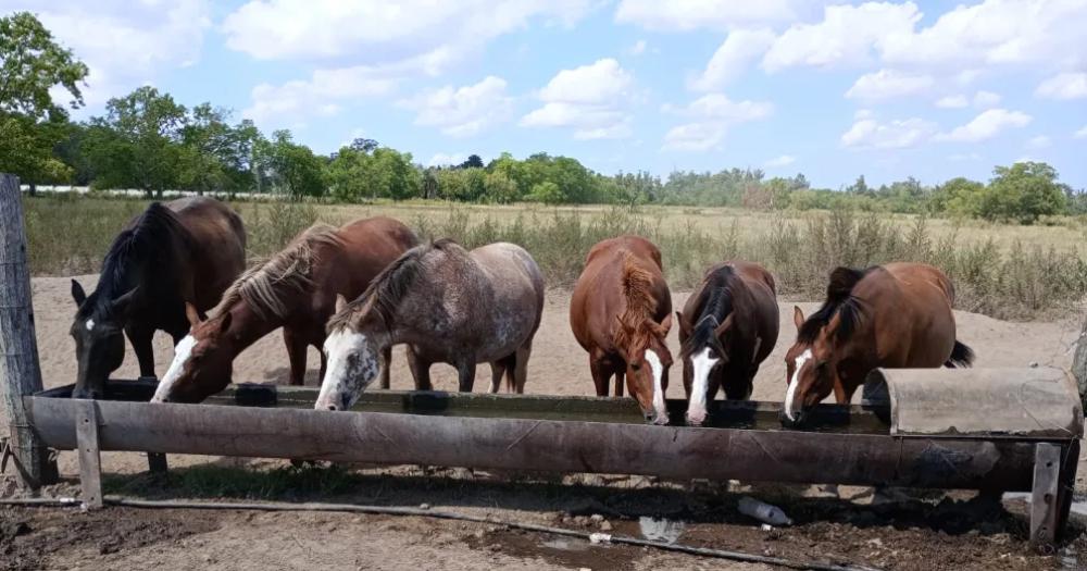 La rifa es a beneficio de los caballos rescatados