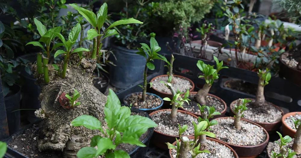 Adems entregar semillas que sirven para cultivar bonsi