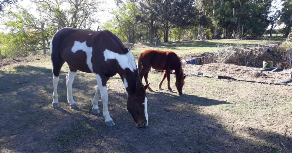 Lo recaudado es para destinarlo a los caballos rescatados