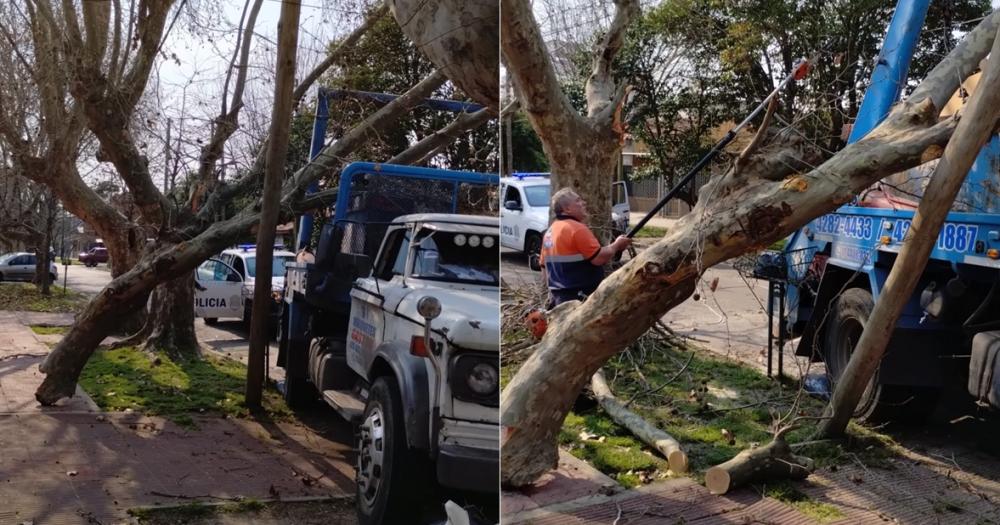 Así quedó el rbol y el poste tras el impacto