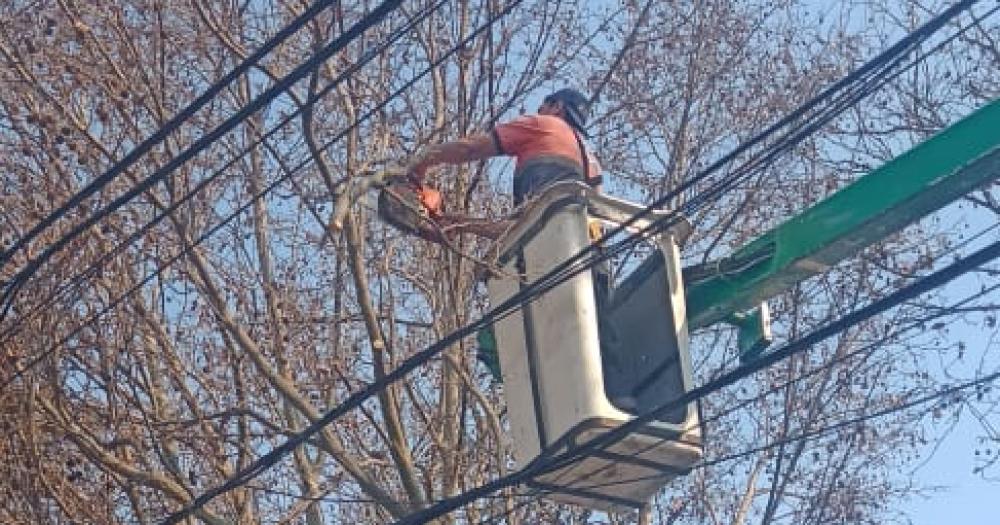 Un camioacuten chocoacute contra un aacuterbol y quebroacute un poste de luz en Lomas de Zamora