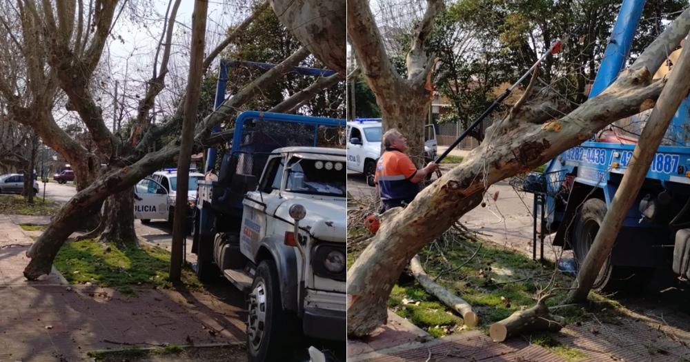 Así quedó el ?rbol y el poste tras el impacto