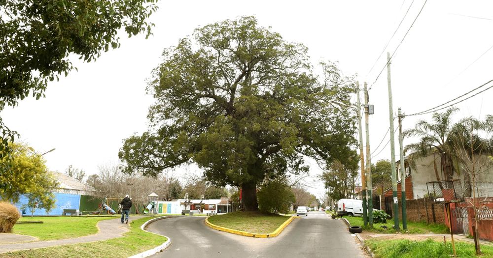 La gestión de los vecinos sumado al Concejo Deliberante y el Municipio permitieron darle vida al rbol