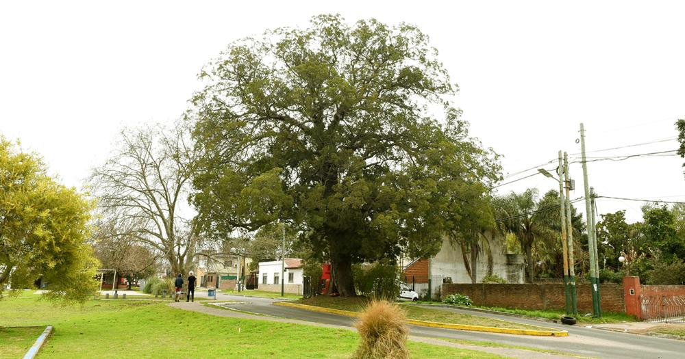 El rbol corresponde a un Podocarpus Elongata de la familia Podocarpceas uno de los tipos de coníferas