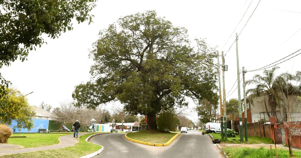 La gestión de los vecinos sumado al Concejo Deliberante y el Municipio permitieron darle vida al rbol