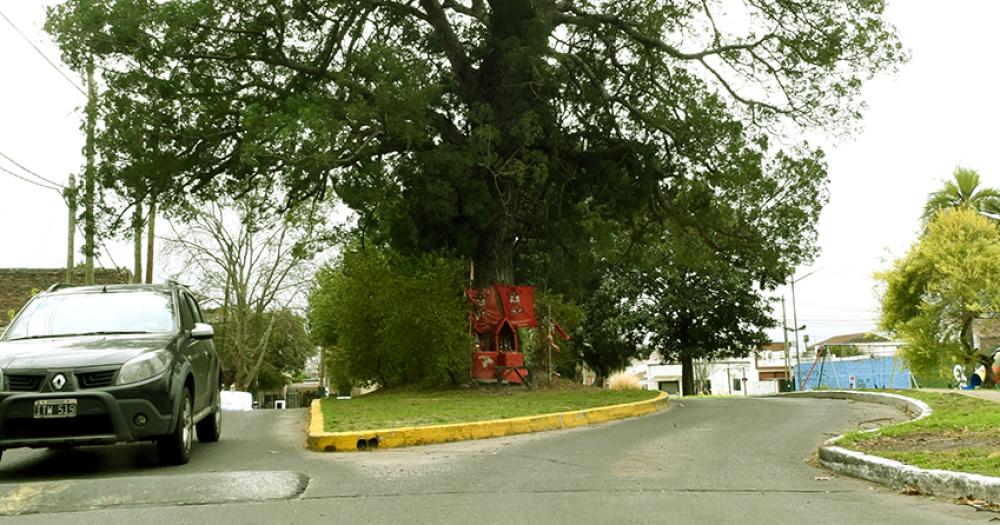 La emocionante historia del aacuterbol de la calle Linchestein de Lomas