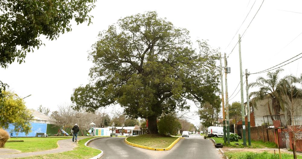 La emocionante historia del aacuterbol de la calle Linchestein de Lomas