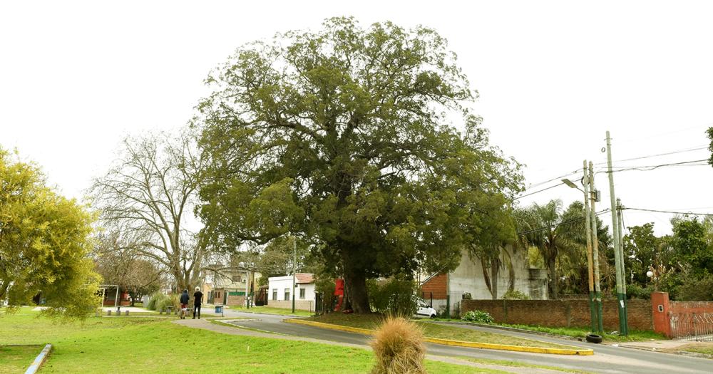 La emocionante historia del aacuterbol de la calle Linchestein de Lomas