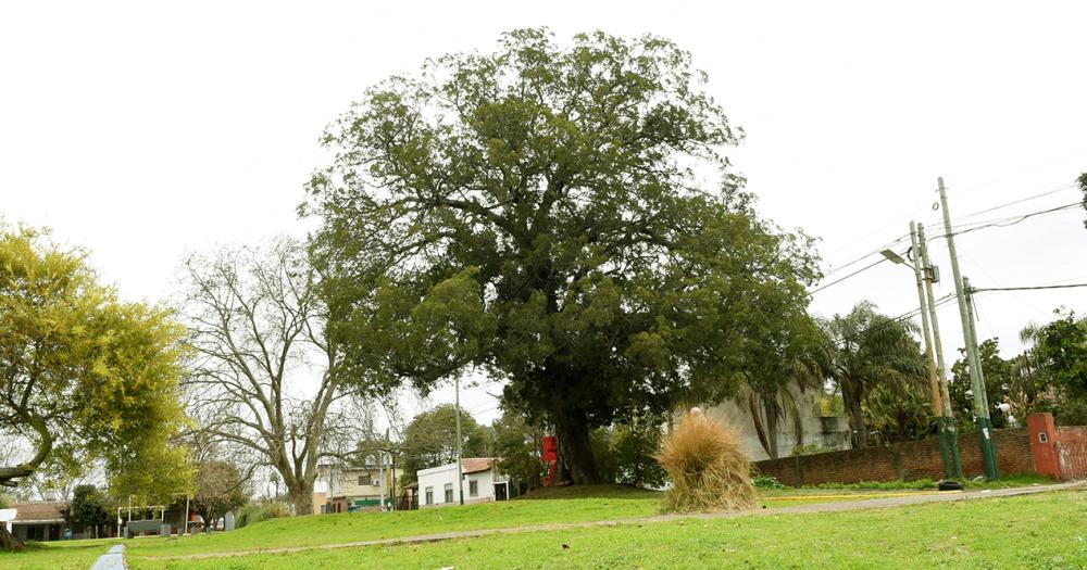 La emocionante historia del aacuterbol de la calle Linchestein de Lomas