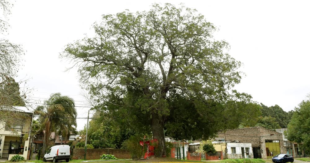 La emocionante historia del aacuterbol de la calle Linchestein de Lomas