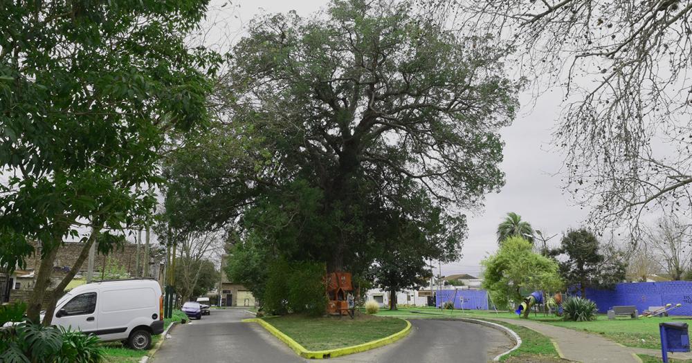 La emocionante historia del aacuterbol de la calle Linchestein de Lomas