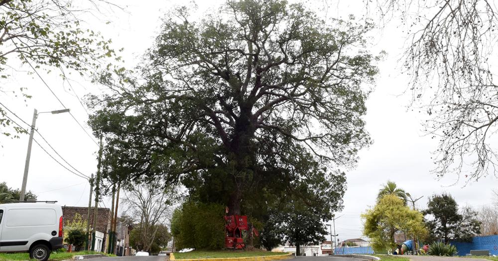 La emocionante historia del aacuterbol de la calle Linchestein de Lomas