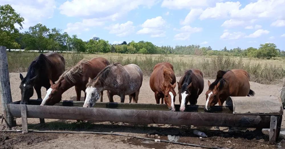 Los vecinos van a poder colaborar con Caballos Libres del Sur de distintas maneras