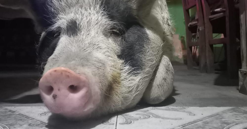 Él es un chancho muy feliz admitió Karmen