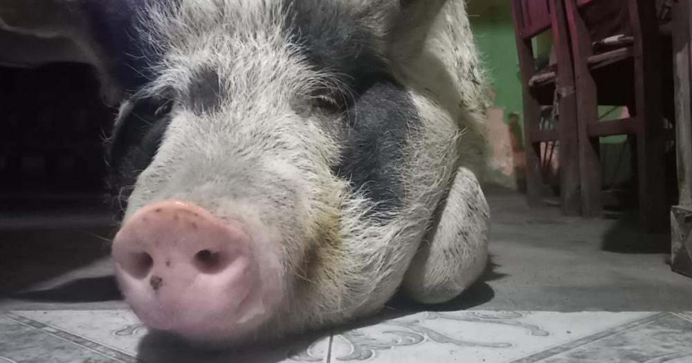 Él es un chancho muy feliz admitió Karmen