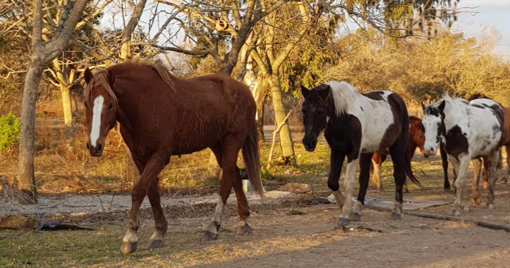 La rifa estar destinada al bienestar de los caballos rescatados