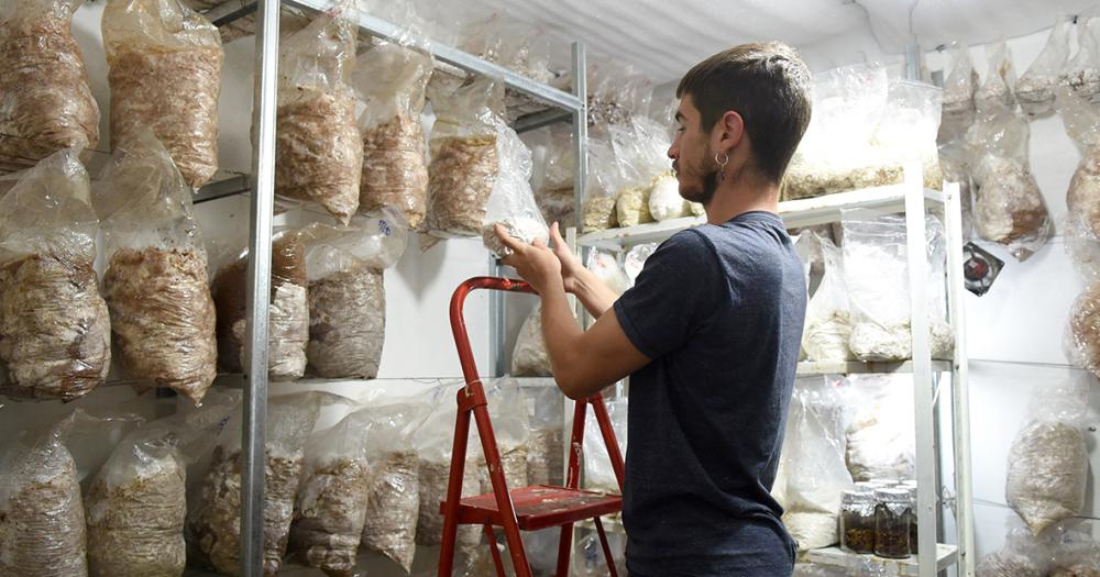 Temperley- crearon un emprendimiento de cultivo de hongos que resultoacute un boom