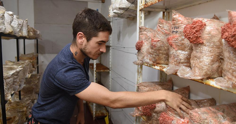 Temperley- crearon un emprendimiento de cultivo de hongos que resultoacute un boom