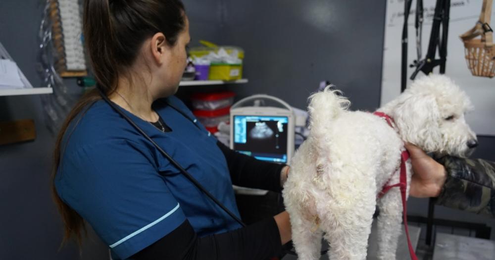 Un lugar fundamental para el cuidado y la protección de las mascotas