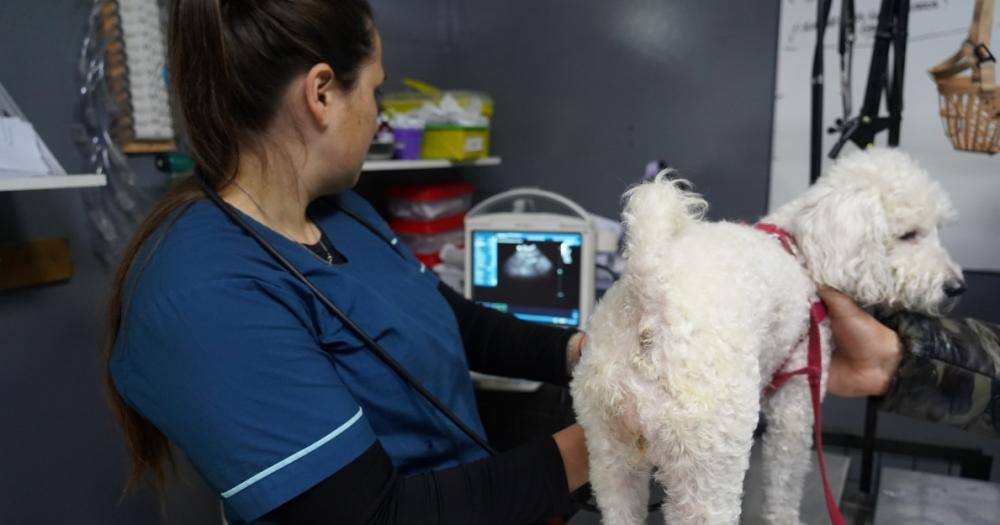 Un lugar fundamental para el cuidado y la protección de las mascotas