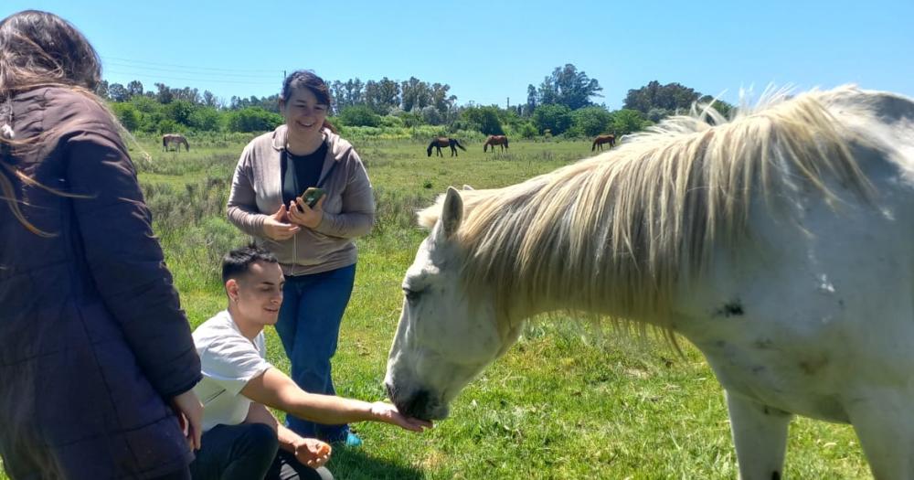 Sumar voluntarios es fundamental para la ONG- de esa manera podrn seguir salvando la vida de distintos equinos