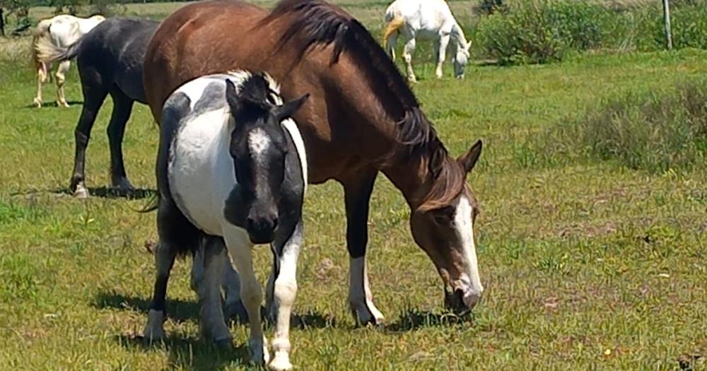 Los caballos viven libres en el campo del refugio